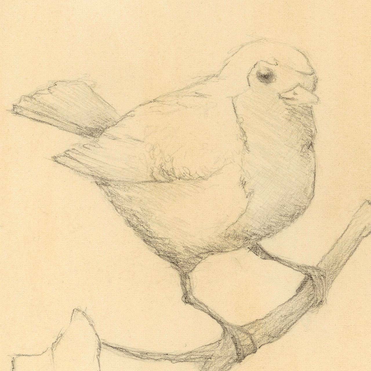 The Robin by Abigail Matheson