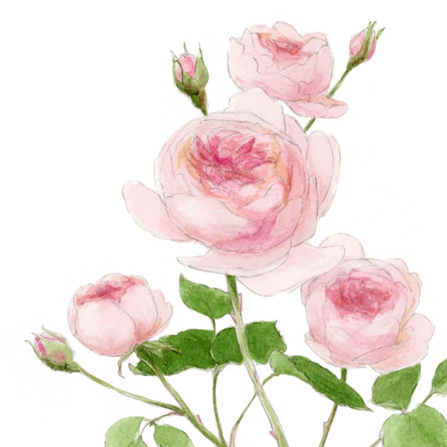 The Rose by Abigail Matheson