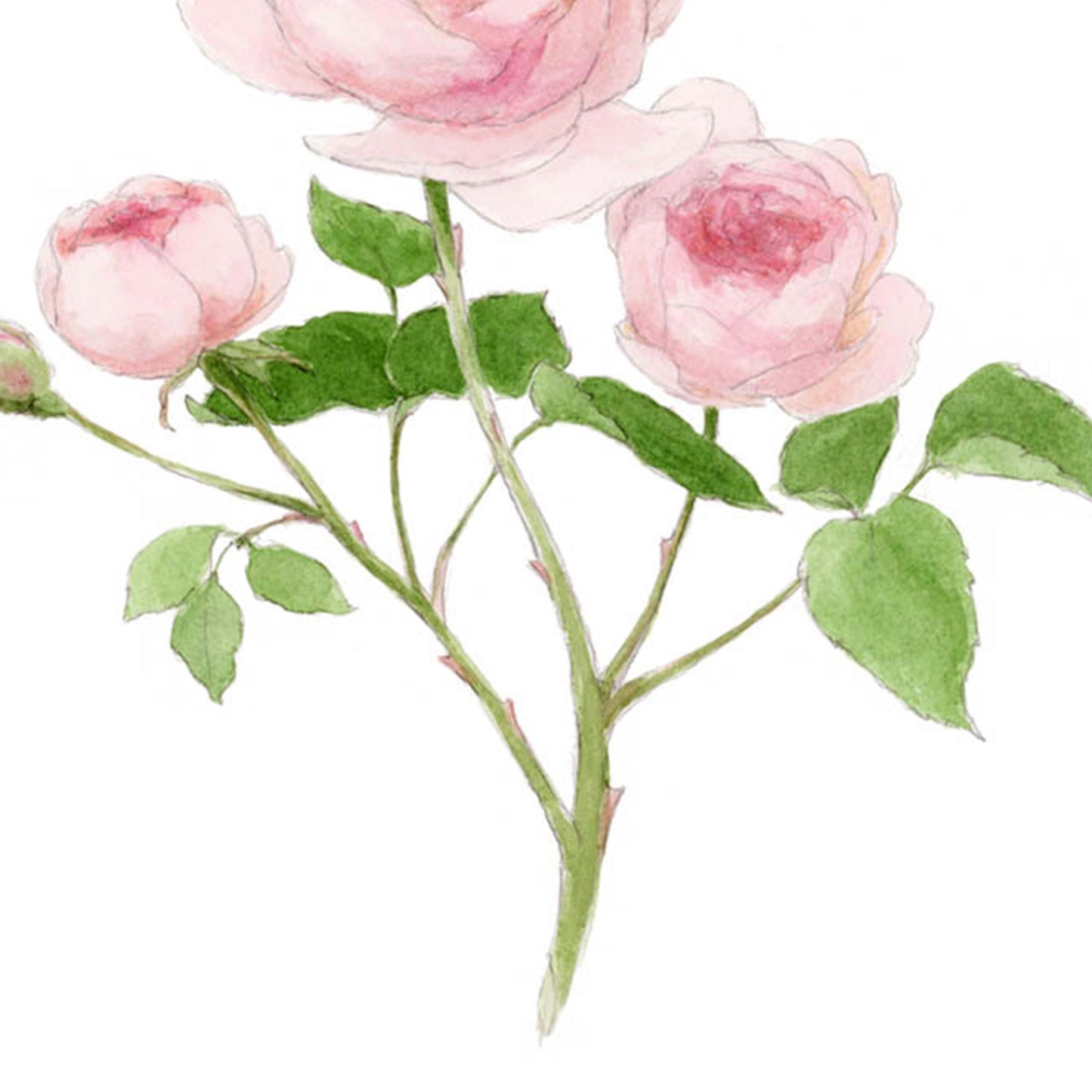 The Rose by Abigail Matheson