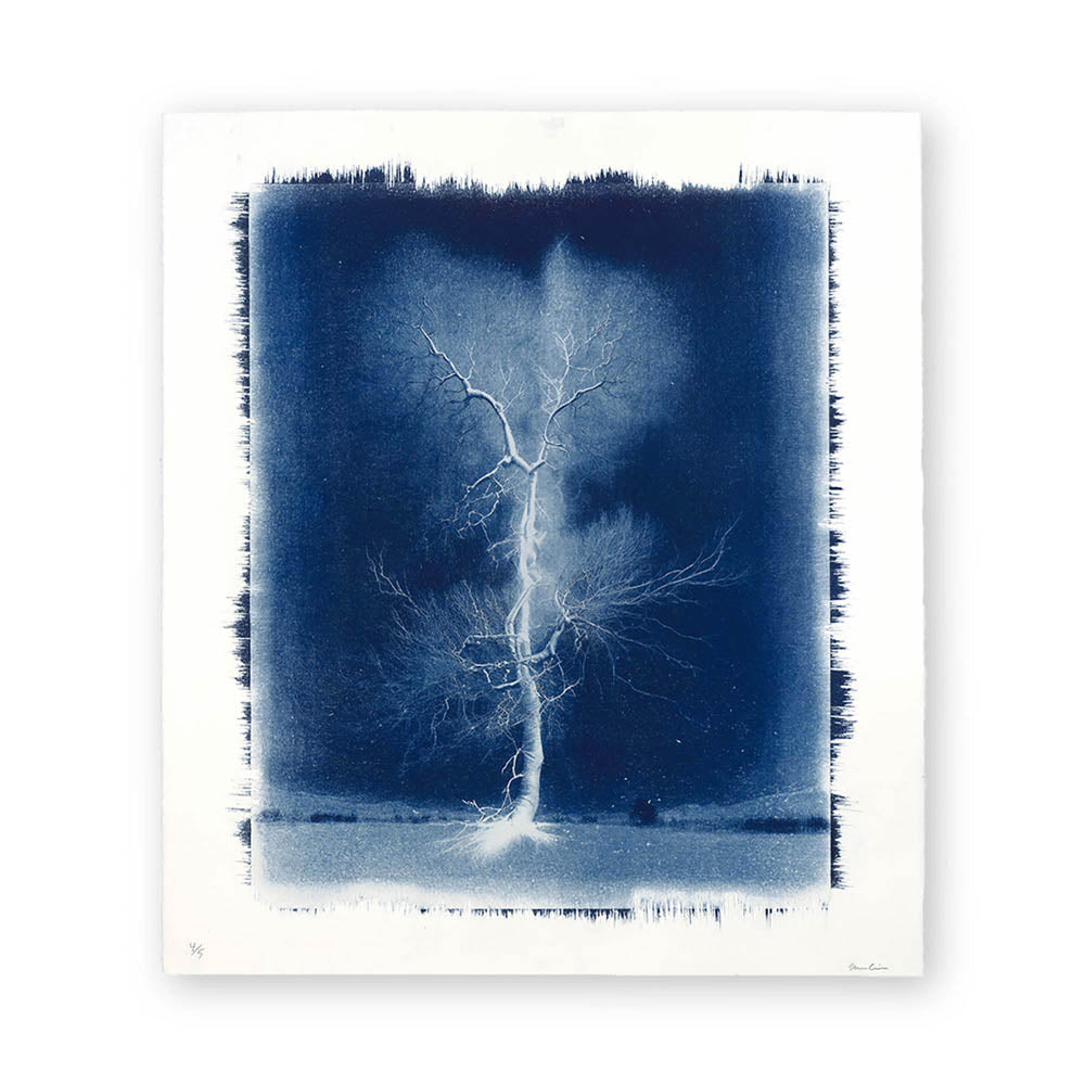 Electrified Oak by Sam Gulliver