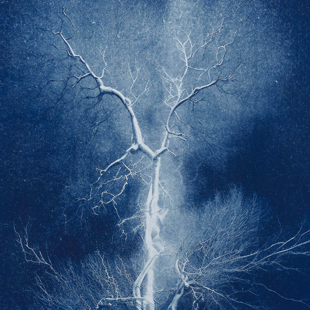 Electrified Oak by Sam Gulliver
