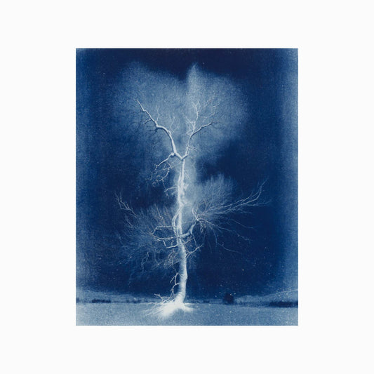 Electrified Oak Art Print 